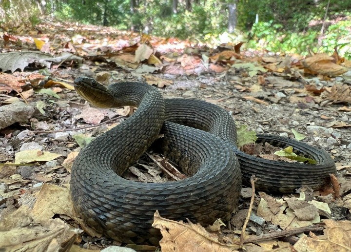 Mississippi GreenWater Snake